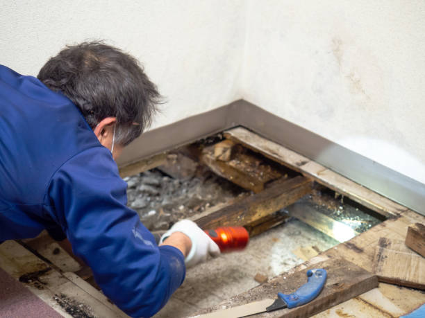 Best Commercial Mold Removal  in Llington, MI