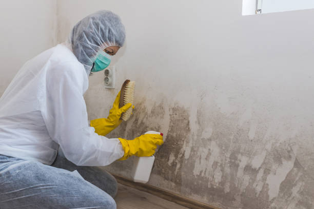Best Local Mold Removal Service  in Llington, MI