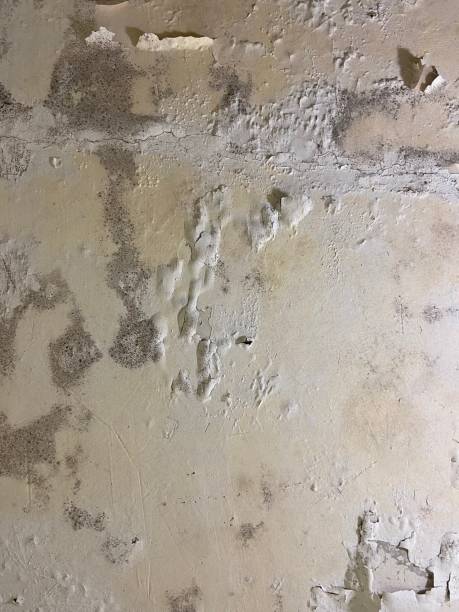 Home Mold Removal in Millington, MI