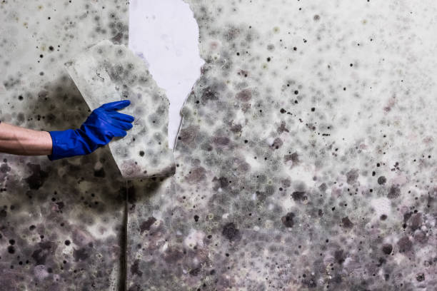 Reliable Millington, MI Mold Removal Solutions
